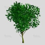 Baum-Set 1 - Five Trees [Digital] – Bild 5