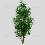 Baum-Set 1 - Five Trees [Digital] – Bild 7