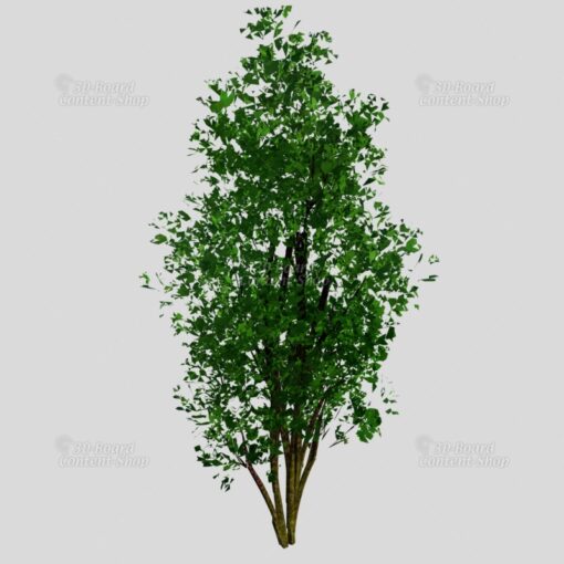 Baum-Set 1 - Five Trees [Digital] – Bild 7